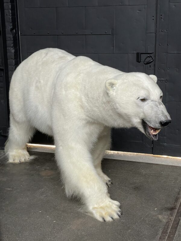 Mounted Polar bear