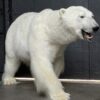 New taxidermy polar bear