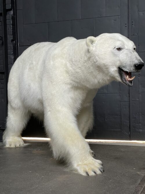 New taxidermy polar bear