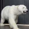 New taxidermy polar bear