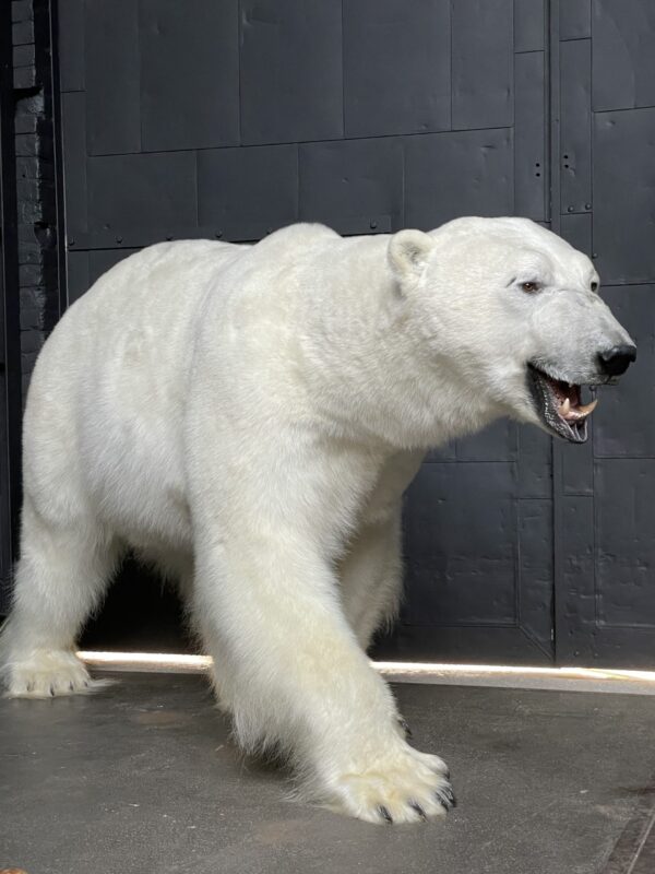 New taxidermy polar bear