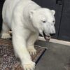 New taxidermy polar bear