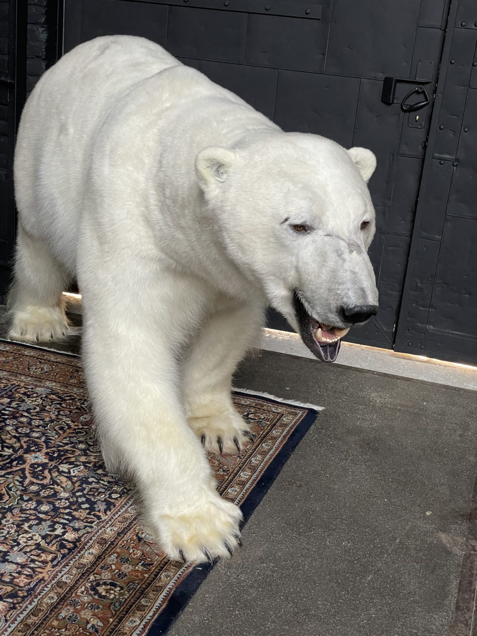 taxidermy polar bear price