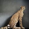 Taxidermy Cheetah.