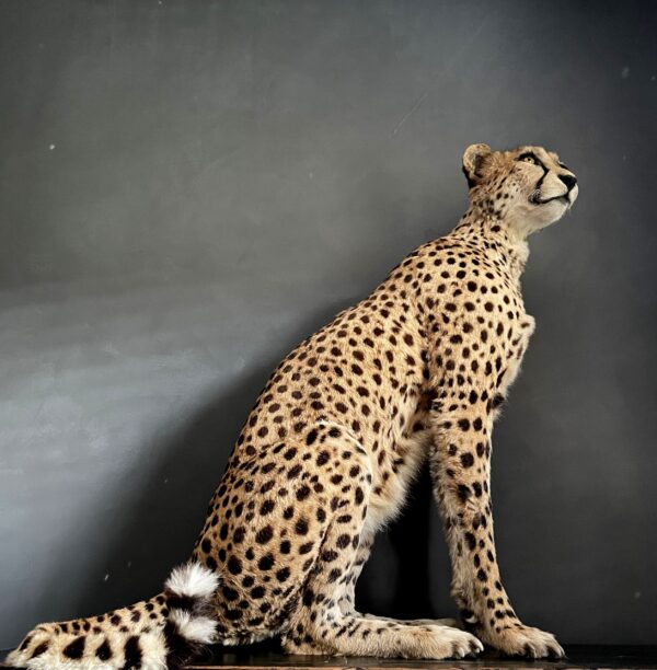 Taxidermy Cheetah.