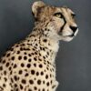 Taxidermy Cheetah.