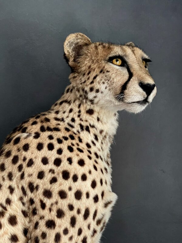 Taxidermy Cheetah.