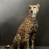 Taxidermy Cheetah.