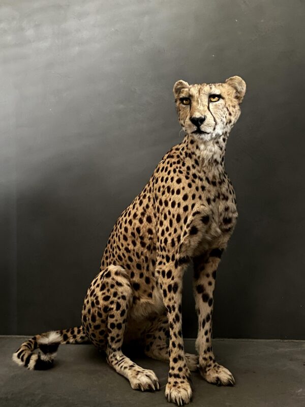 Taxidermy Cheetah.