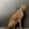 Taxidermy Cheetah.