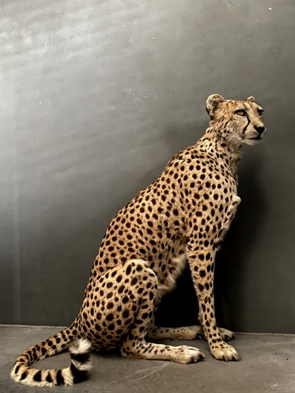 Taxidermy Cheetah.