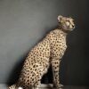 Taxidermy Cheetah.