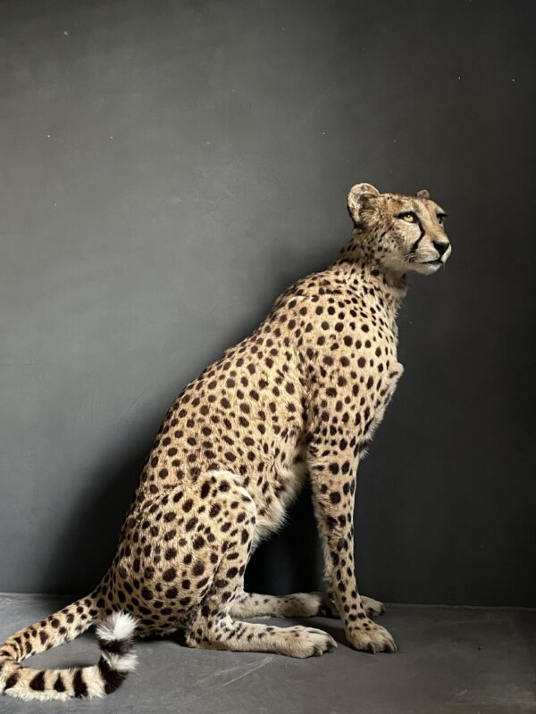 Taxidermy Cheetah.