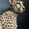 Taxidermy Cheetah.