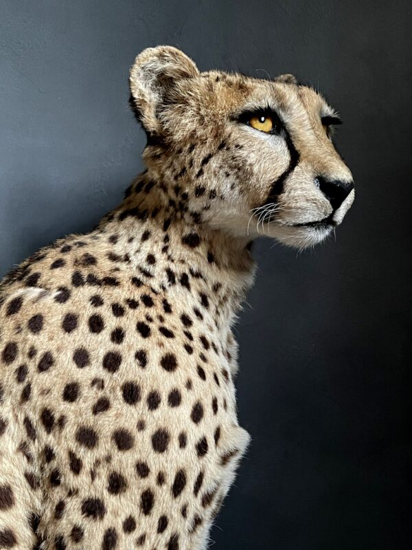 Taxidermy Cheetah.