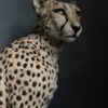 Taxidermy Cheetah.