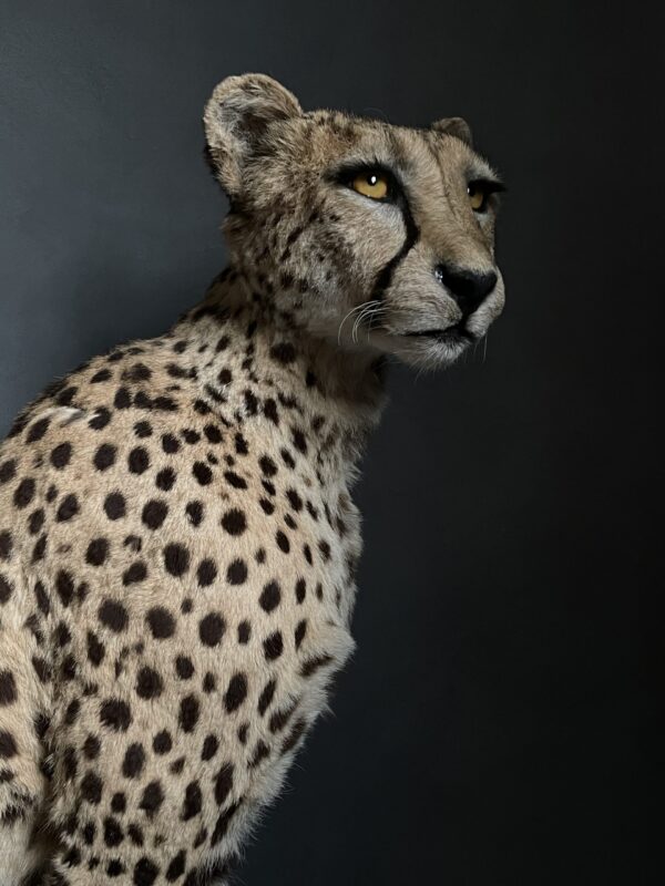 Taxidermy Cheetah.