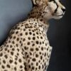 Taxidermy Cheetah.