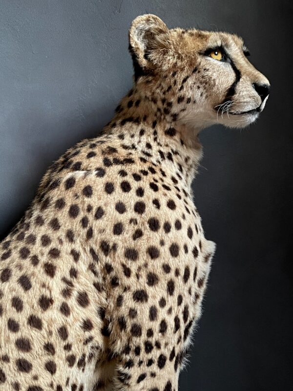 Recent opgezette Cheetah.