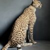 Recent opgezette Cheetah.