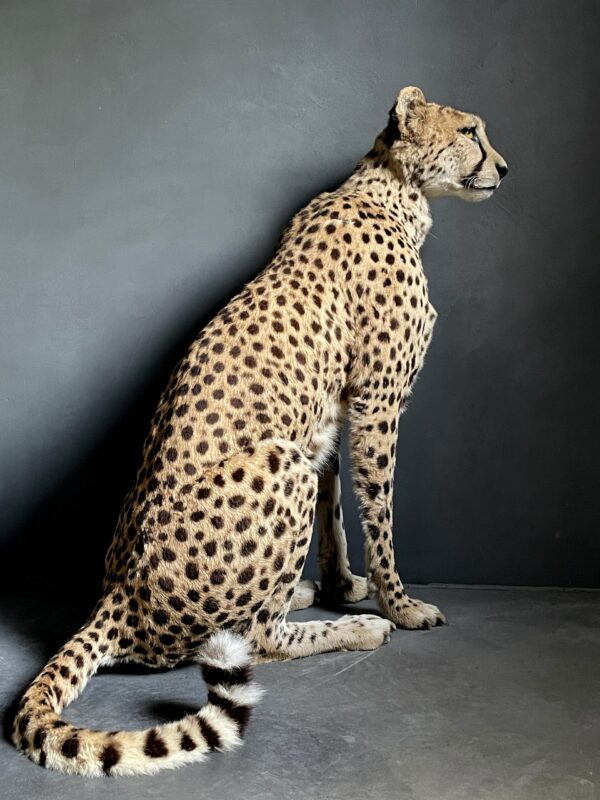 Taxidermy Cheetah.