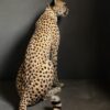 Taxidermy Cheetah.