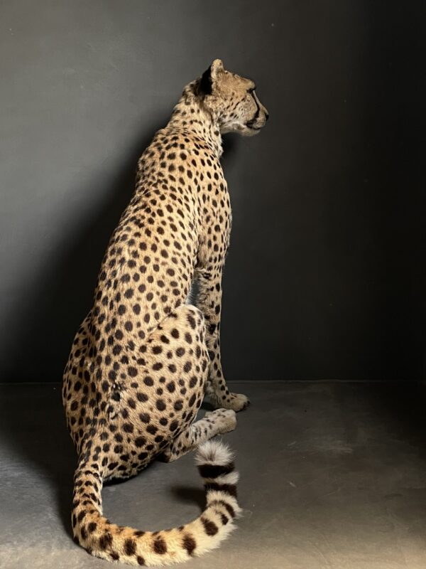 Taxidermy Cheetah.