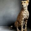 Taxidermy Cheetah.