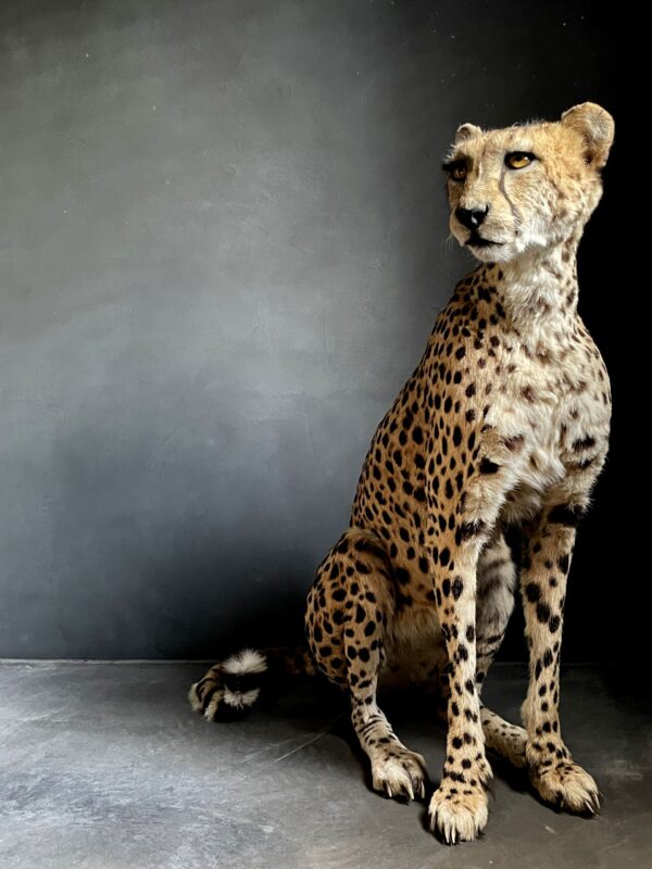 Taxidermy Cheetah.