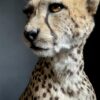 Opgezette Cheetah