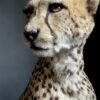 Taxidermy Cheetah.