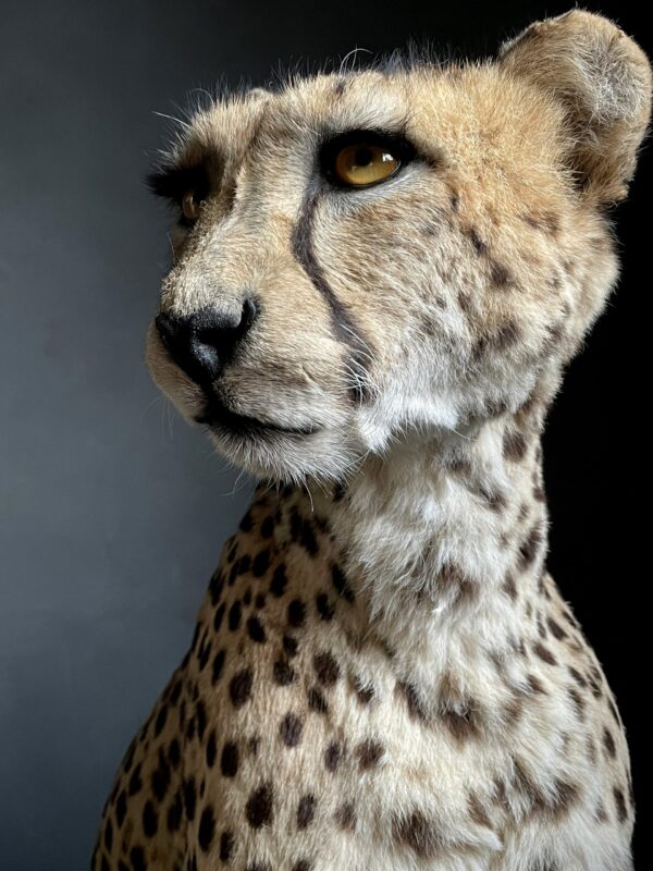 Taxidermy Cheetah.