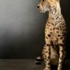 Taxidermy Cheetah.