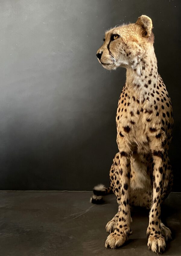 Taxidermy Cheetah.