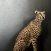 Taxidermy Cheetah.