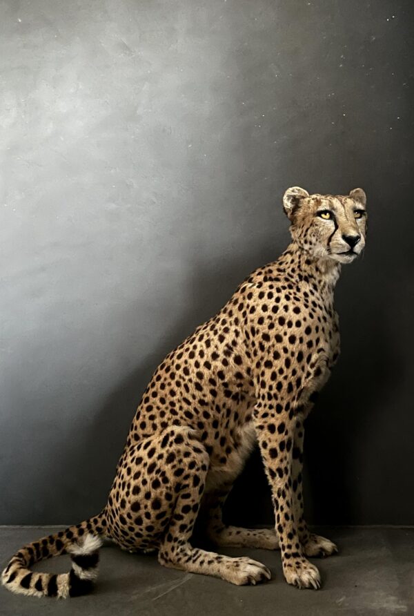 Taxidermy Cheetah.