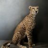 Taxidermy Cheetah.