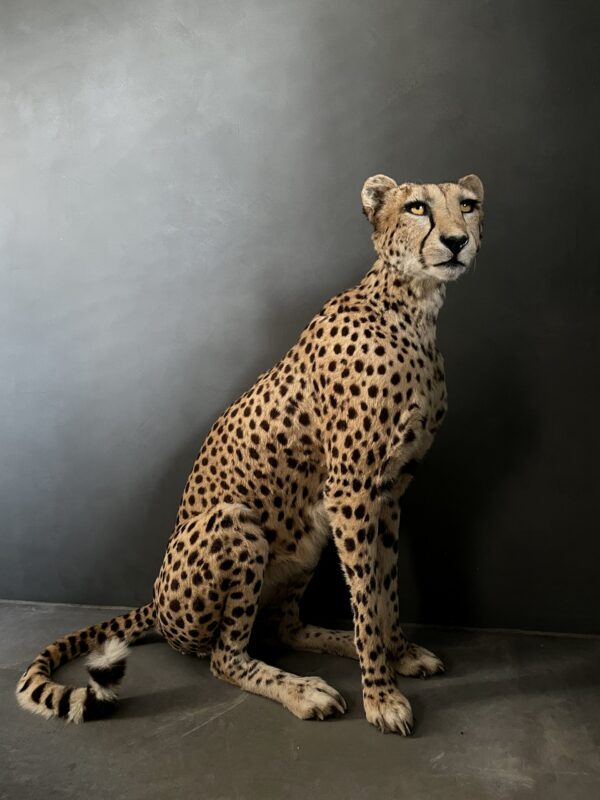 Taxidermy Cheetah.