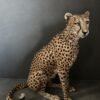 Opgezette Cheetah