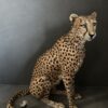 Taxidermy Cheetah.