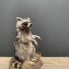 Recently made taxidermy raccoon