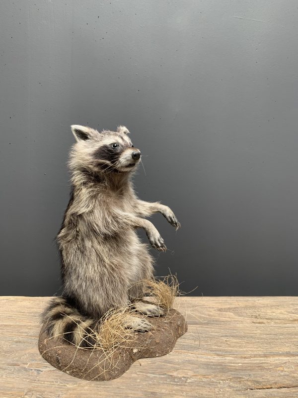 Recently made taxidermy raccoon