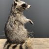 Recently made taxidermy raccoon