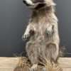 Recently made taxidermy raccoon