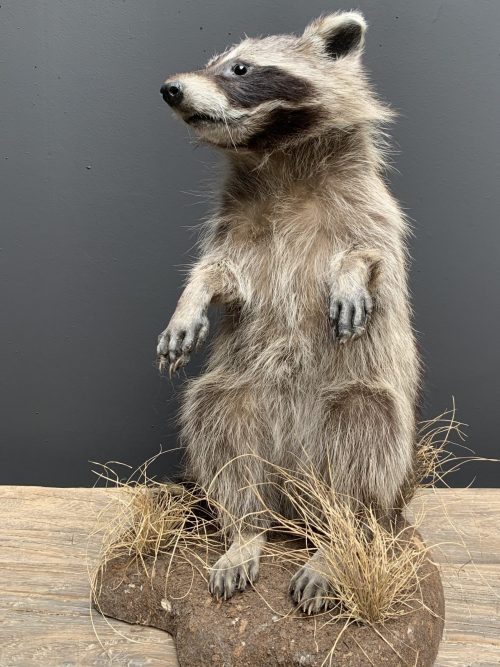 Recently made taxidermy raccoon