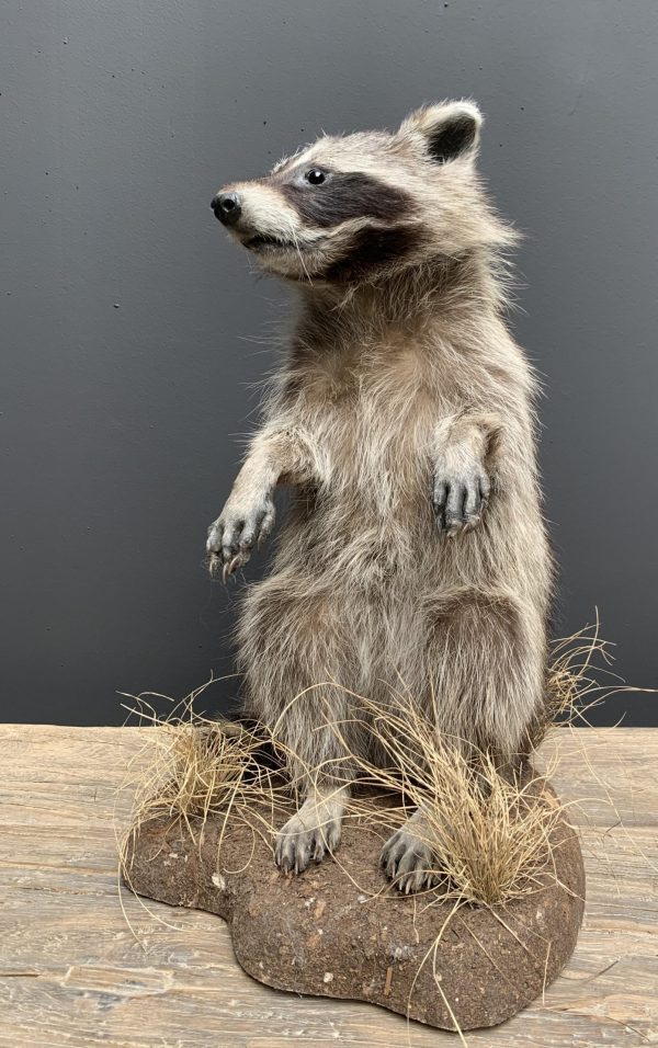 Recently made taxidermy raccoon