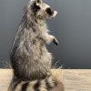 Recently made taxidermy raccoon