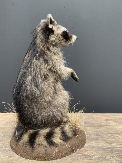 Recently made taxidermy raccoon