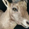 Mounted ibex head