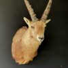 Mounted ibex head